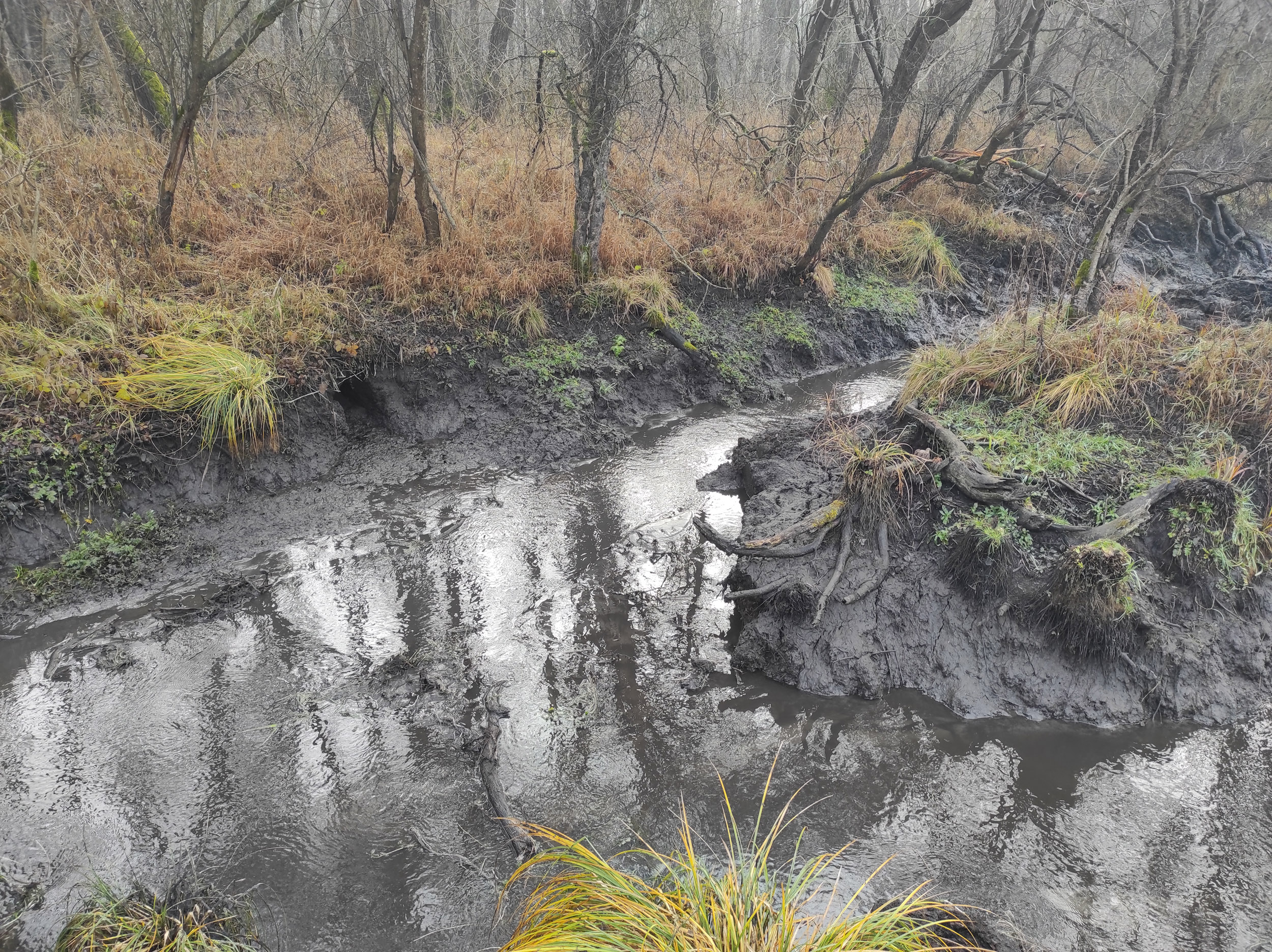 zdj J Morawski SNB odslonieta nora bobrow