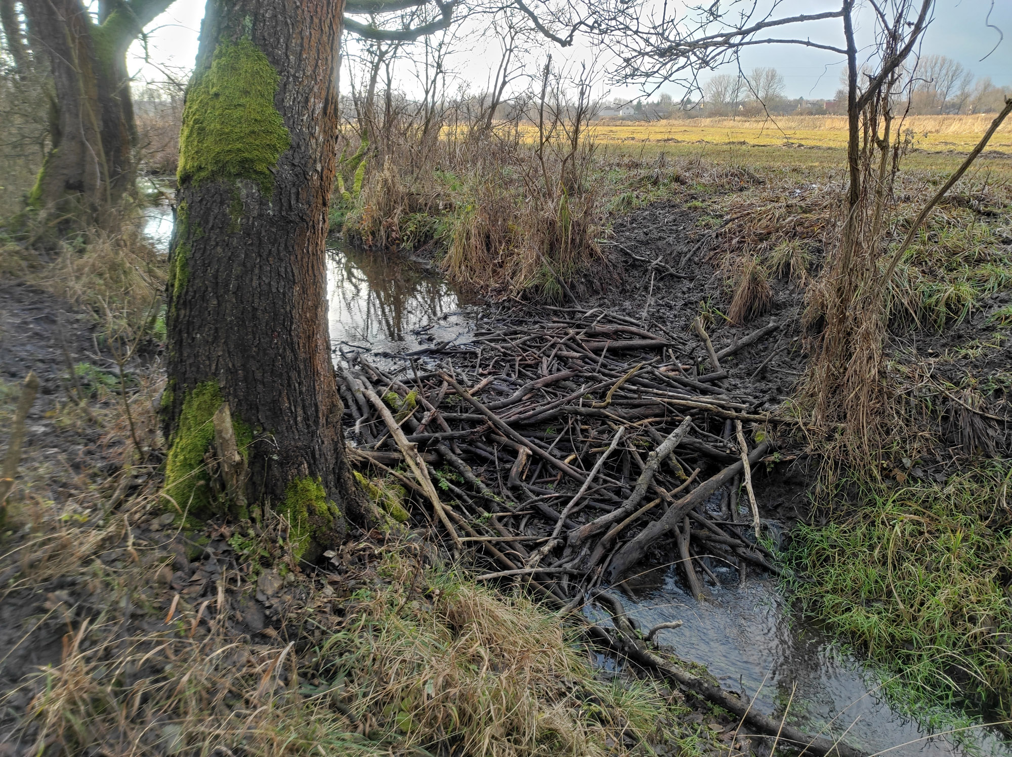 zdj J Morawski SNB tama bobrowa Mlodzawy Male