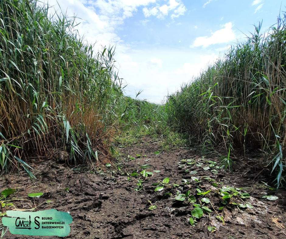 Wyschnięte koryto rzeki poniżej budowli piętrzącej, fot. CMok